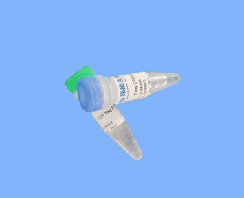 Taq DNA Polymerase